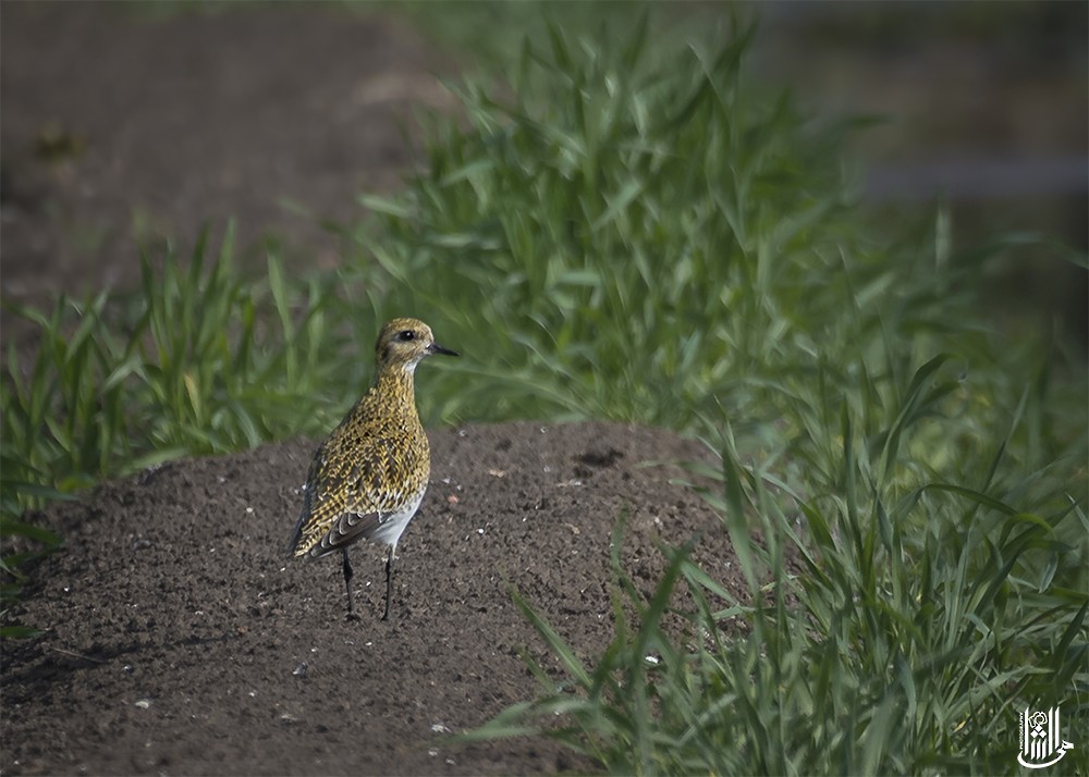 European Golden-Plover - ML646119397