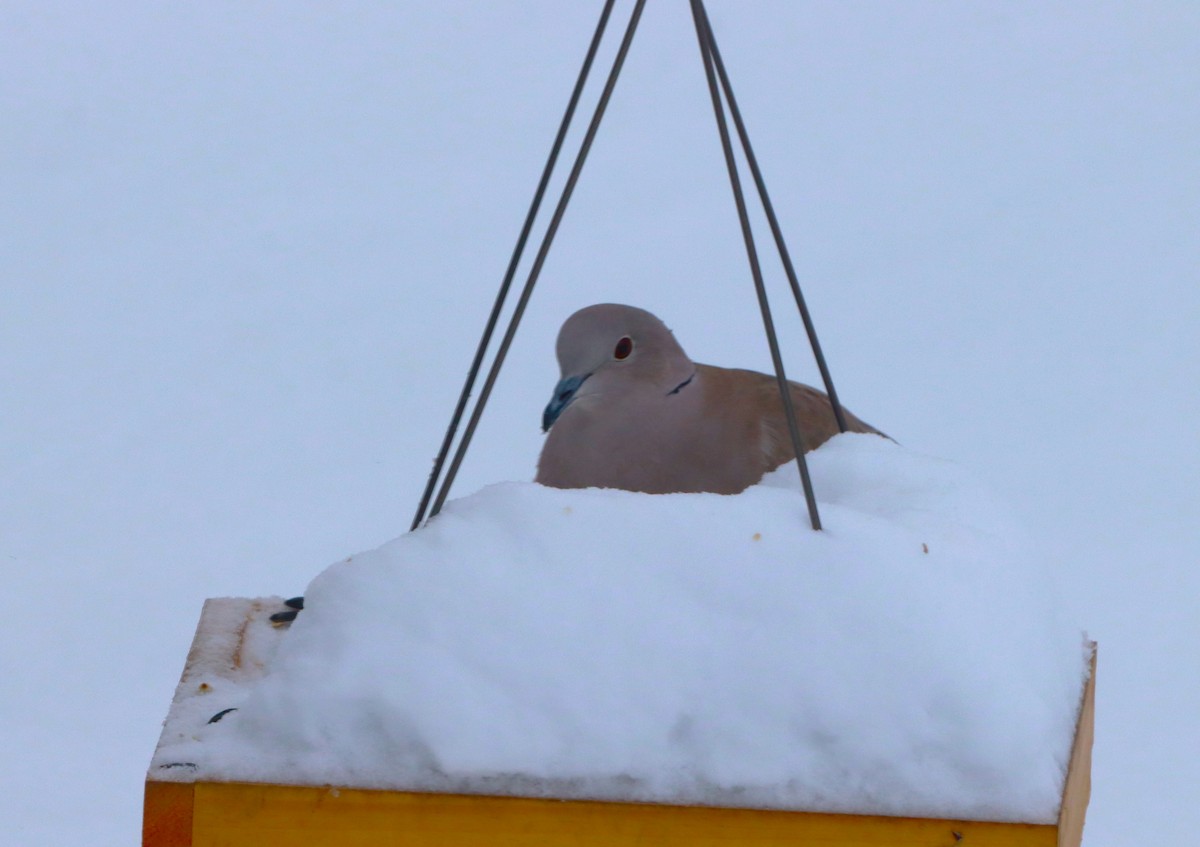 灰斑鳩 - ML646119398