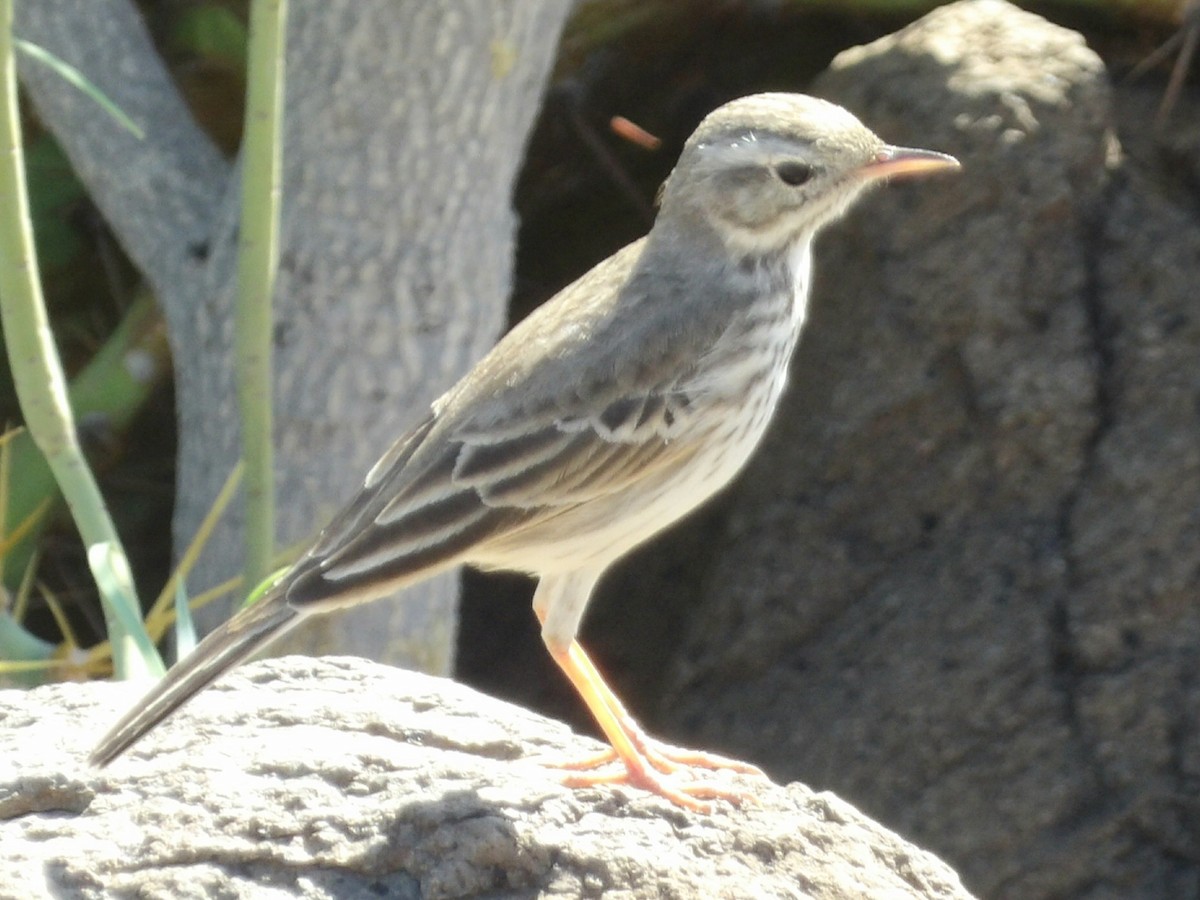 Berthelot's Pipit - ML646119402