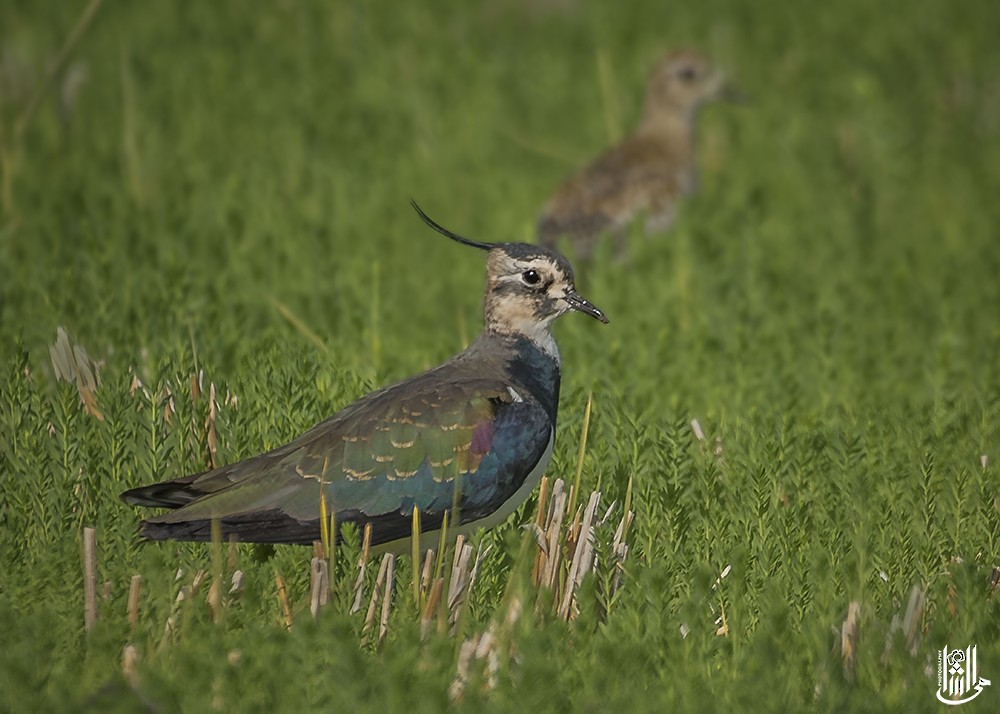 Northern Lapwing - ML646119403