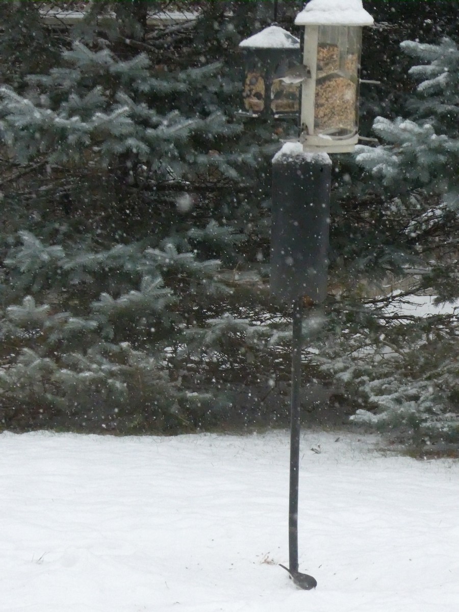 Dark-eyed Junco - ML646119404