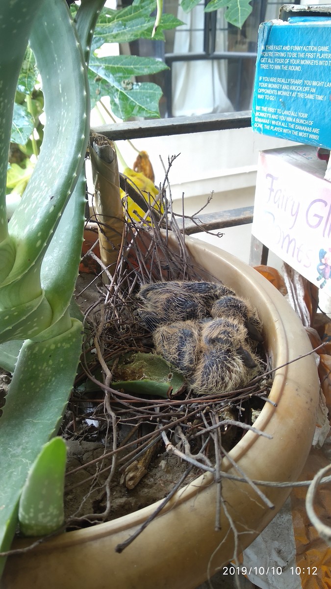 Spotted Dove - ML646119406