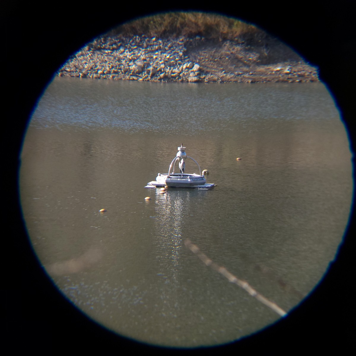 Gray Heron (Gray) - ML646119407