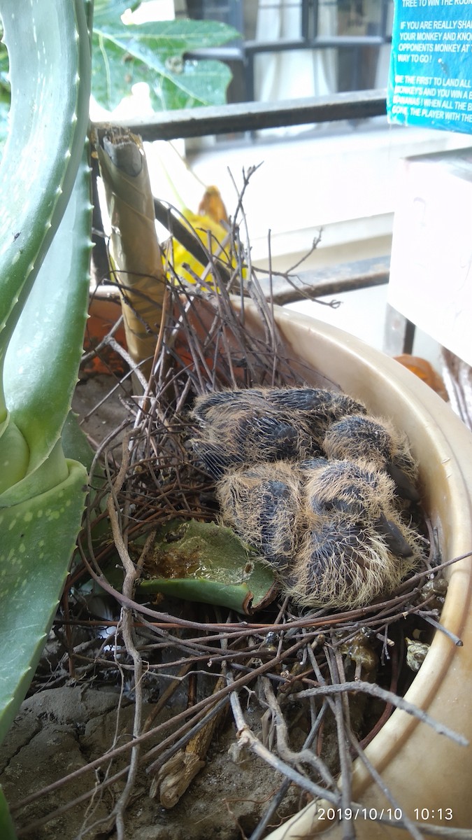 Spotted Dove - ML646119408