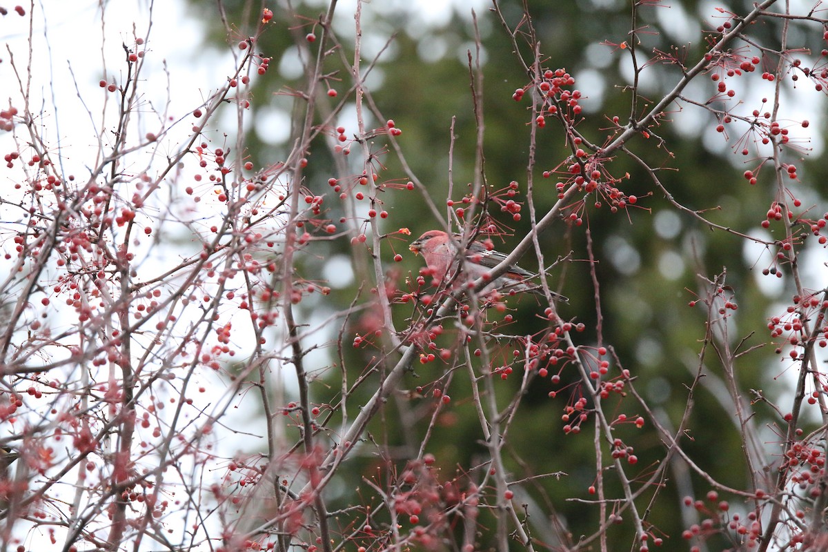 Tayga Çütresi - ML646119409