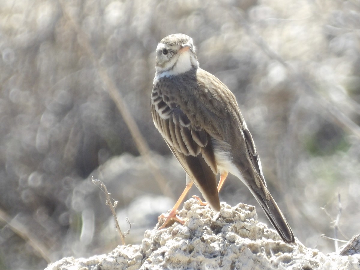 Berthelot's Pipit - ML646119410