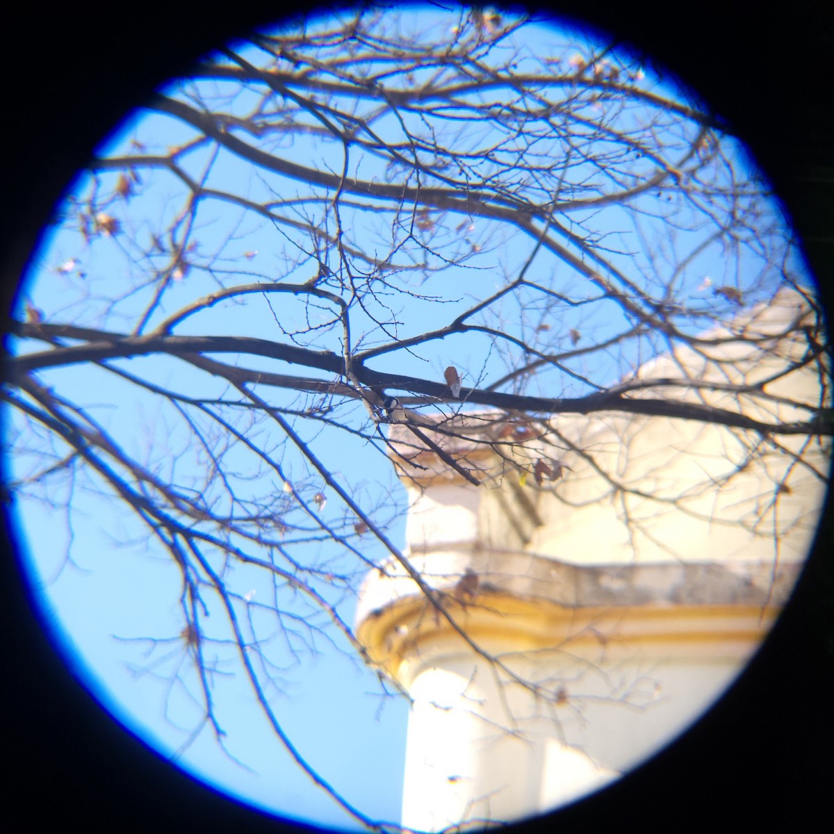 Asian Tit - ML646119411