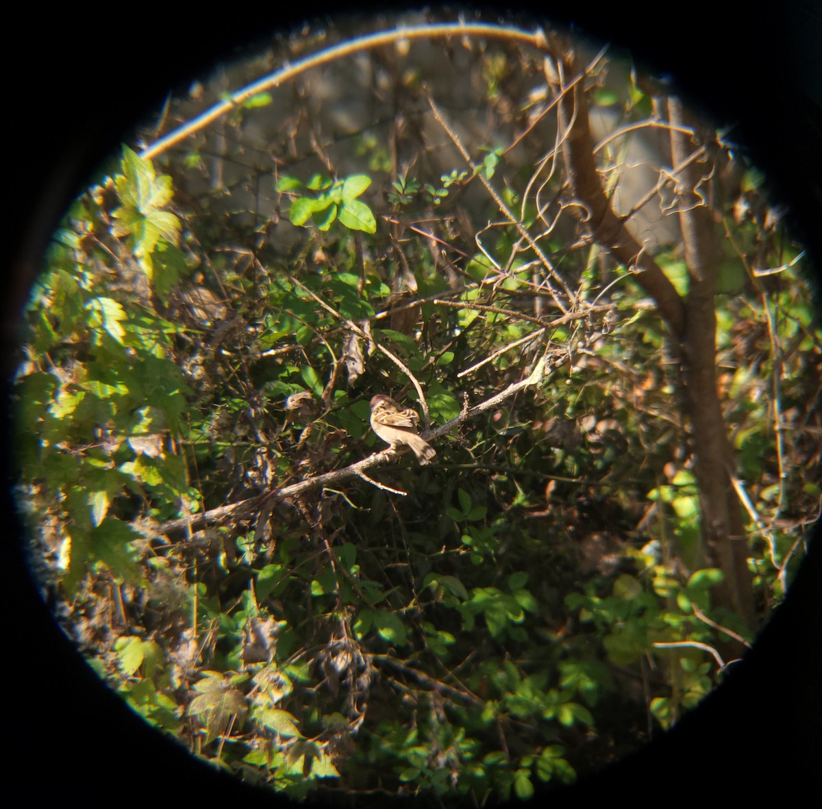 Eurasian Tree Sparrow - ML646119413
