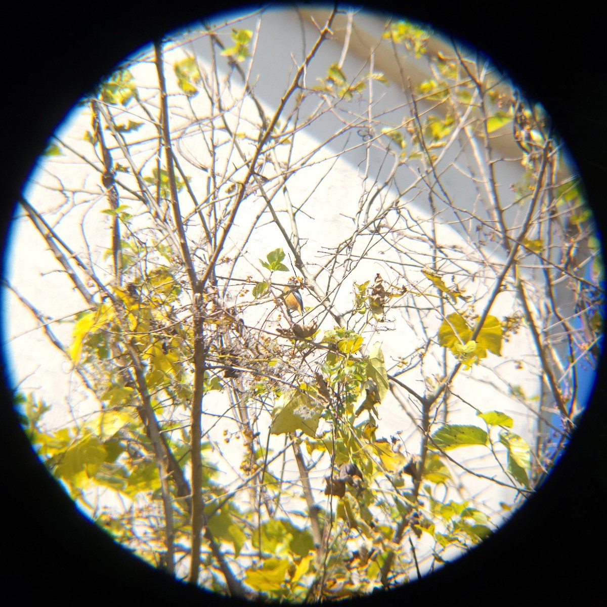 חכלילית סיבירית - ML646119415