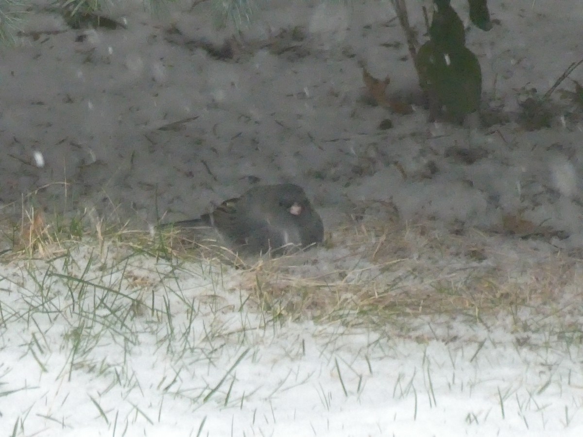 Dark-eyed Junco - ML646119416