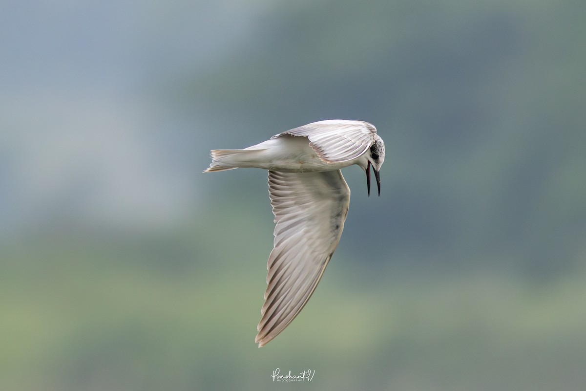 クロハラアジサシ - ML646119423