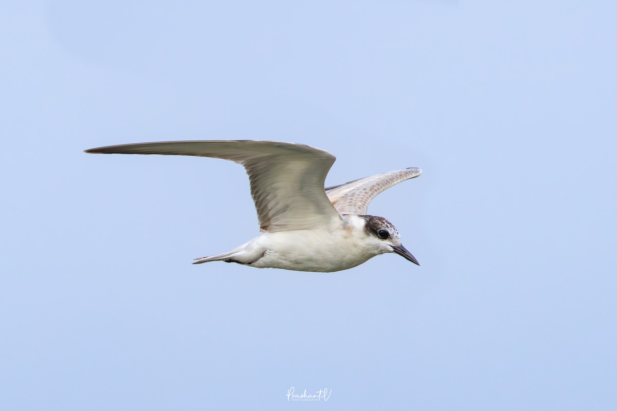 クロハラアジサシ - ML646119424