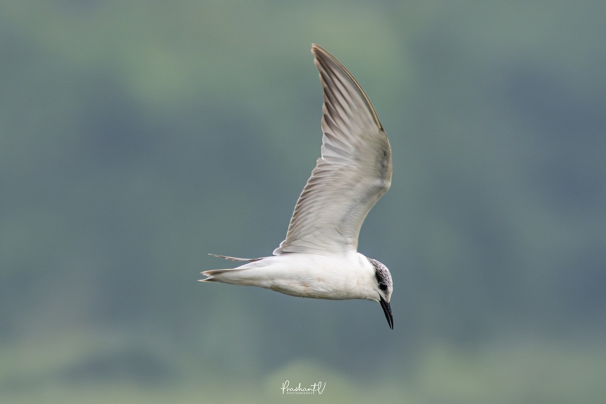 クロハラアジサシ - ML646119425