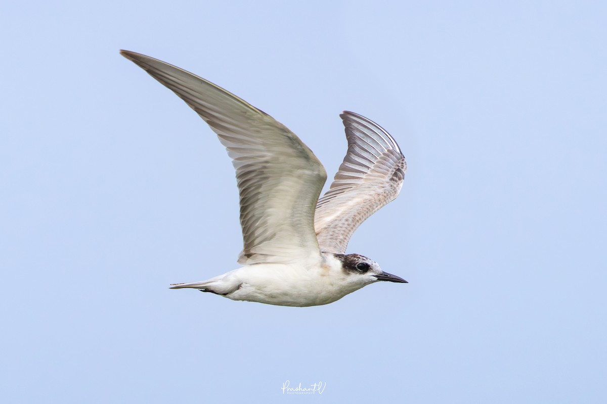 クロハラアジサシ - ML646119426