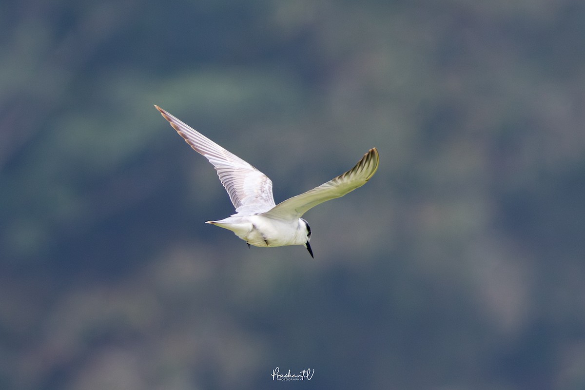 クロハラアジサシ - ML646119427