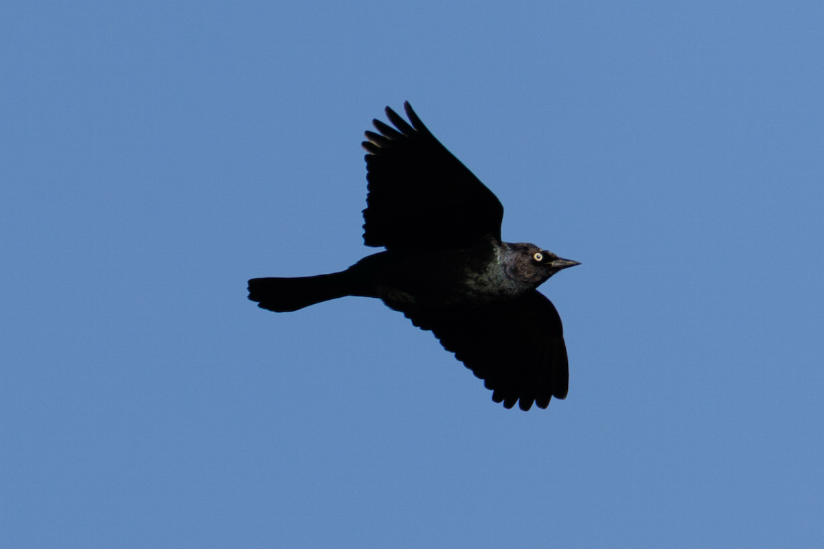 Brewer's Blackbird - ML646119433