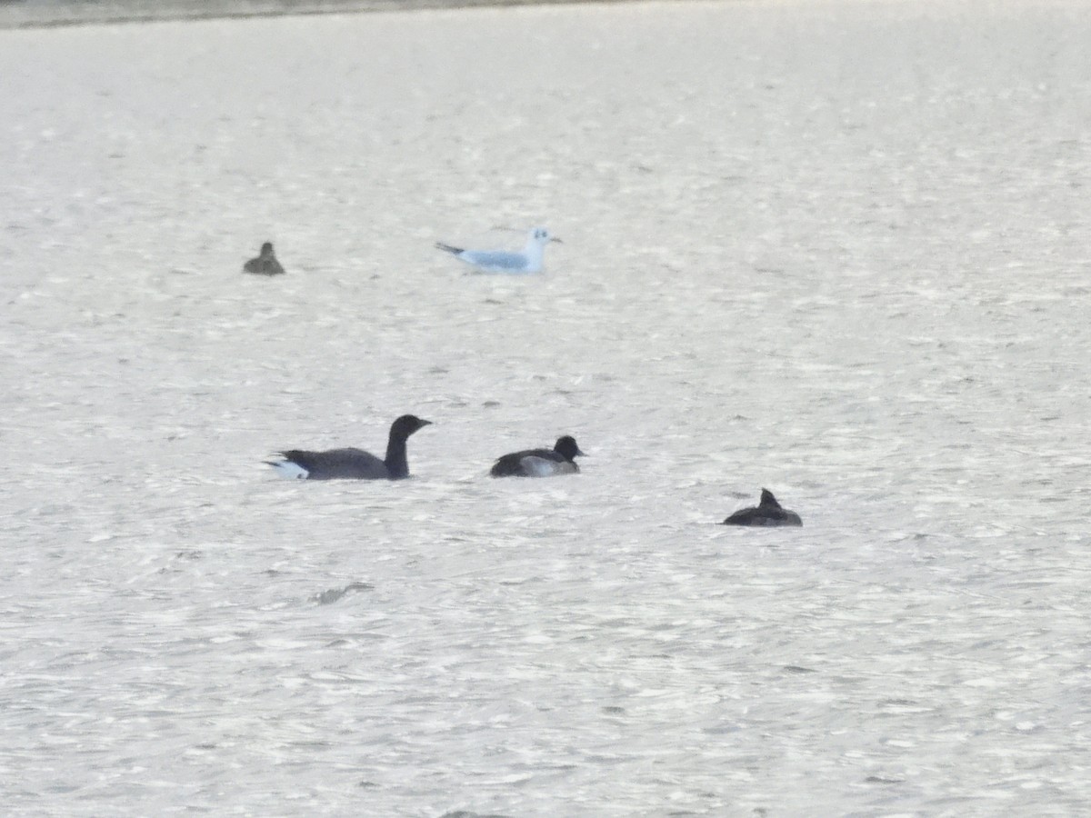 Brant (Dark-bellied) - ML646119434