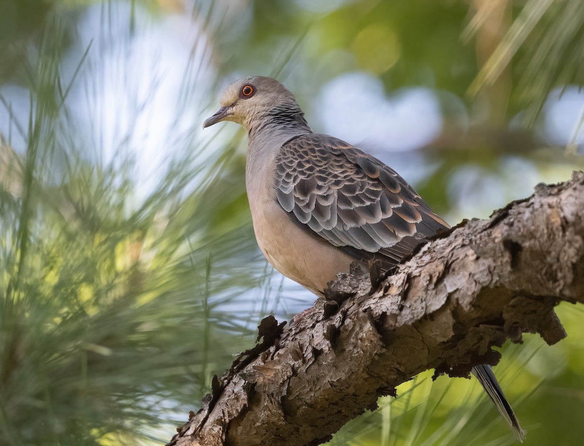 Oriental Turtle-Dove - ML646119435