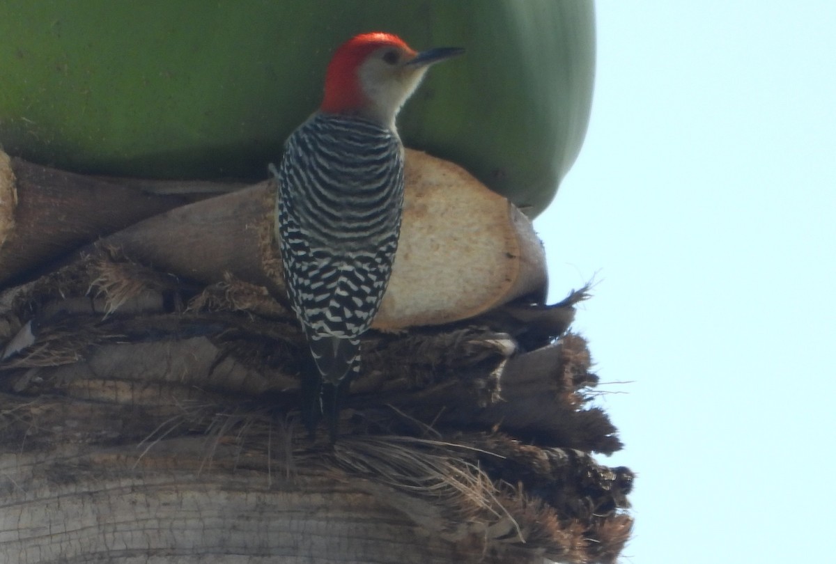Red-bellied Woodpecker - ML646119436