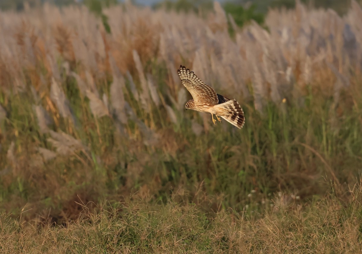 Hen Harrier - ML646119440