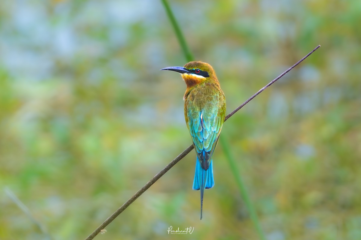 ハリオハチクイ - ML646119442