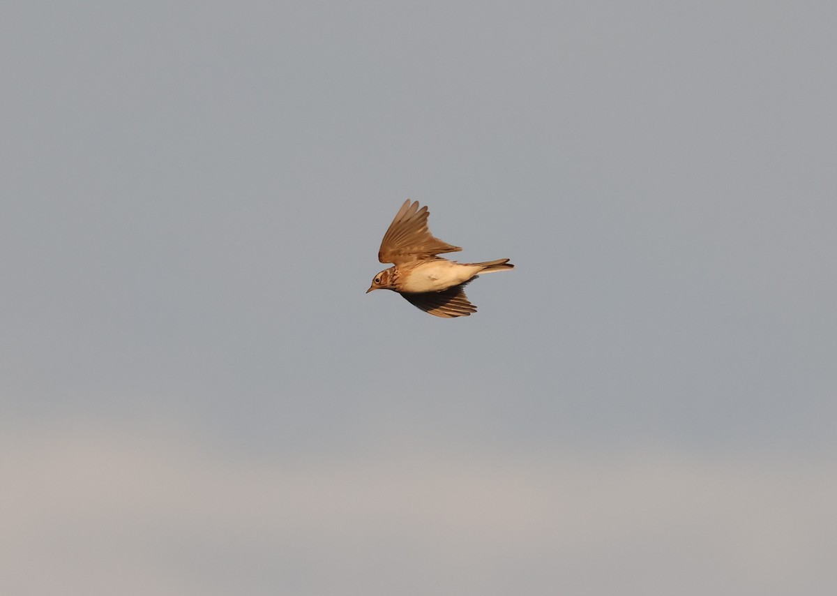 Oriental Skylark - ML646119448