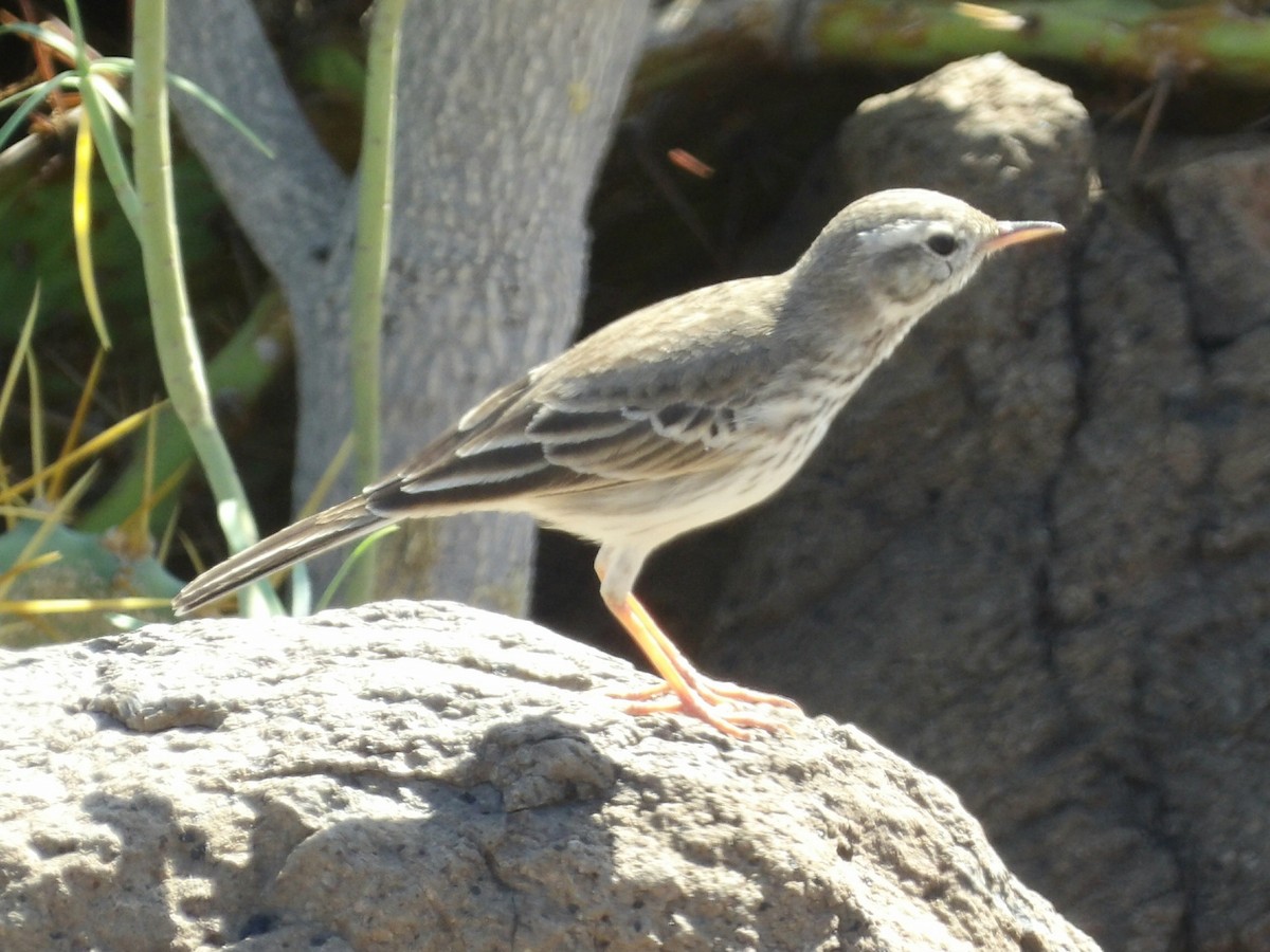 Berthelot's Pipit - ML646119449
