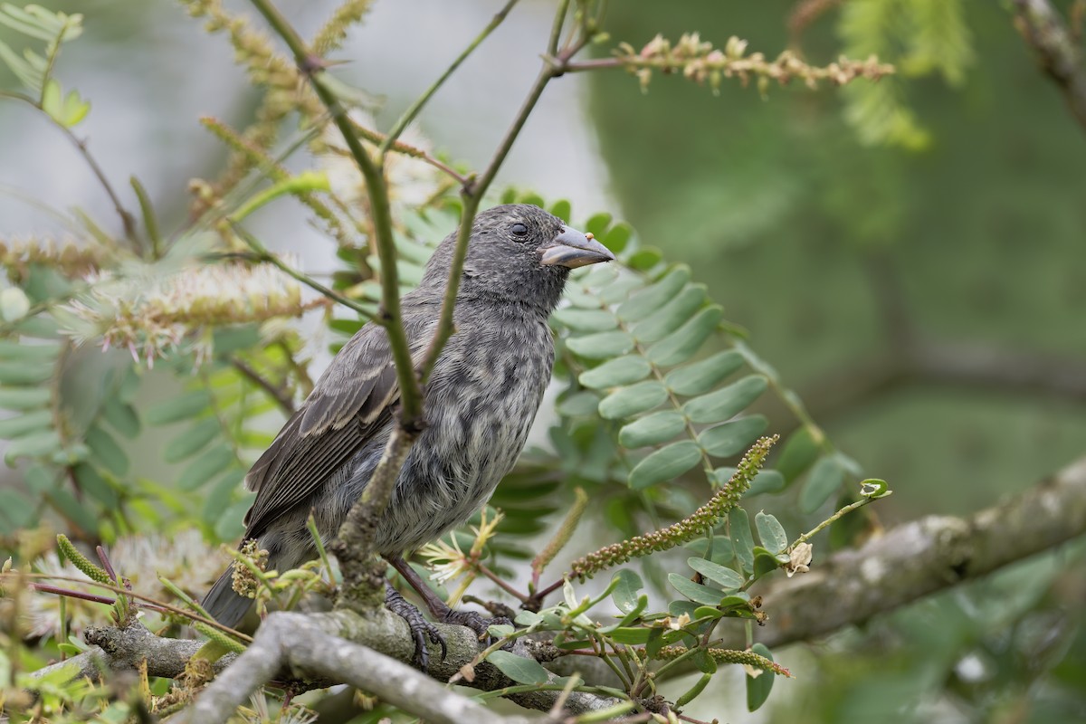 Common Cactus-Finch - ML646119452