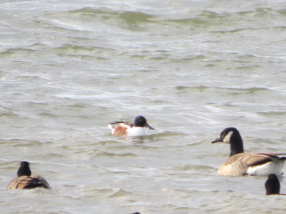 Kaşıkgaga - ML646119464