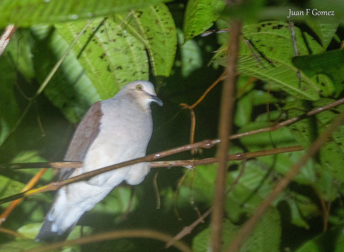 Pallid Dove - ML646119466