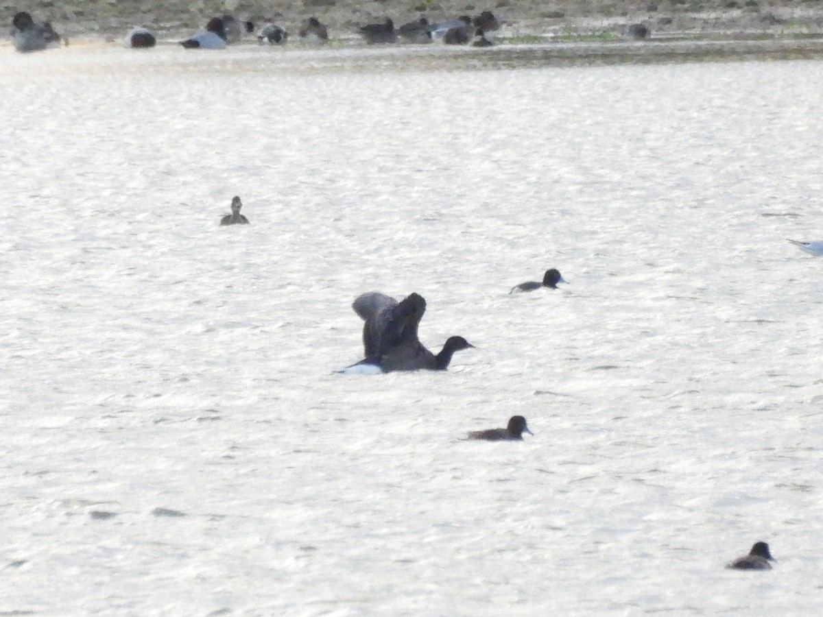 Brant (Dark-bellied) - ML646119467