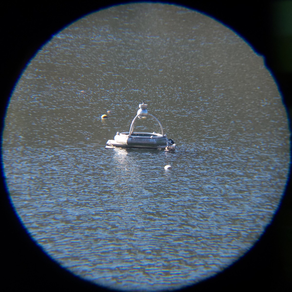 Mallard - ML646119469