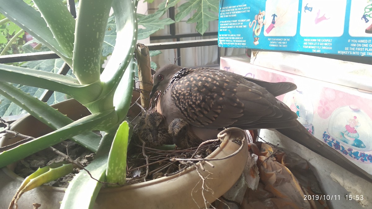 Spotted Dove - ML646119472