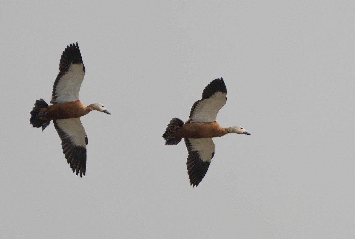 Ruddy Shelduck - ML646119473