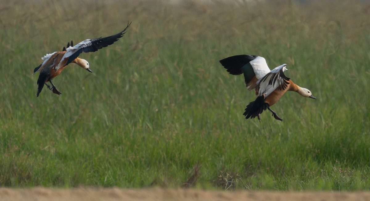 Ruddy Shelduck - ML646119474