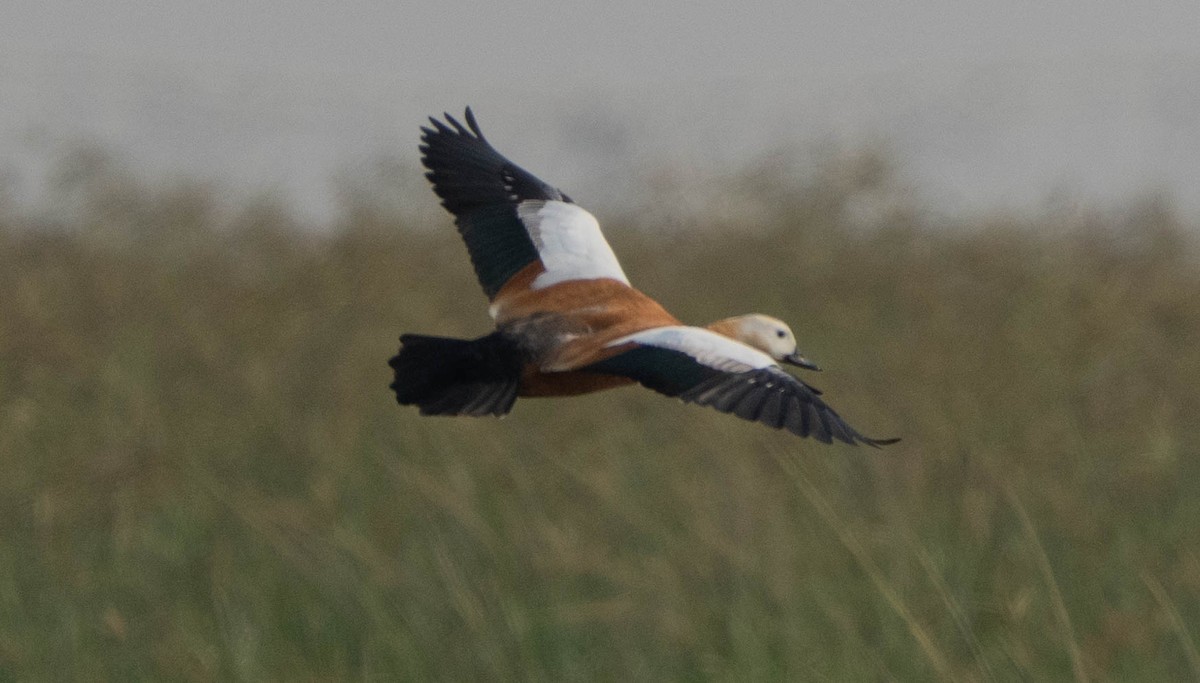 Ruddy Shelduck - ML646119475