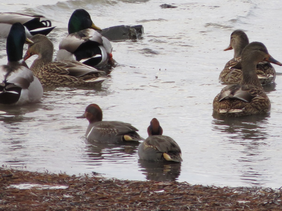 Çamurcun - ML646119477