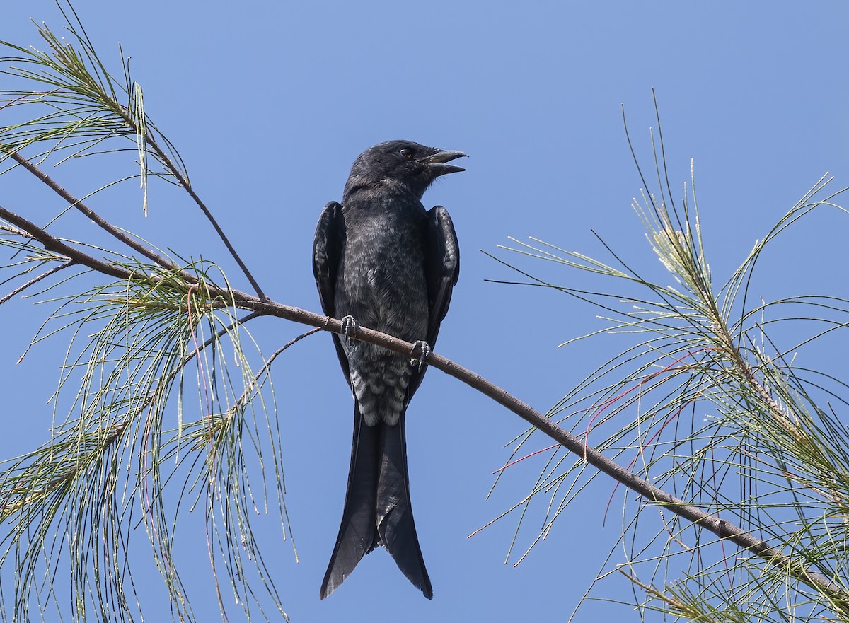 drongo černý - ML646119481