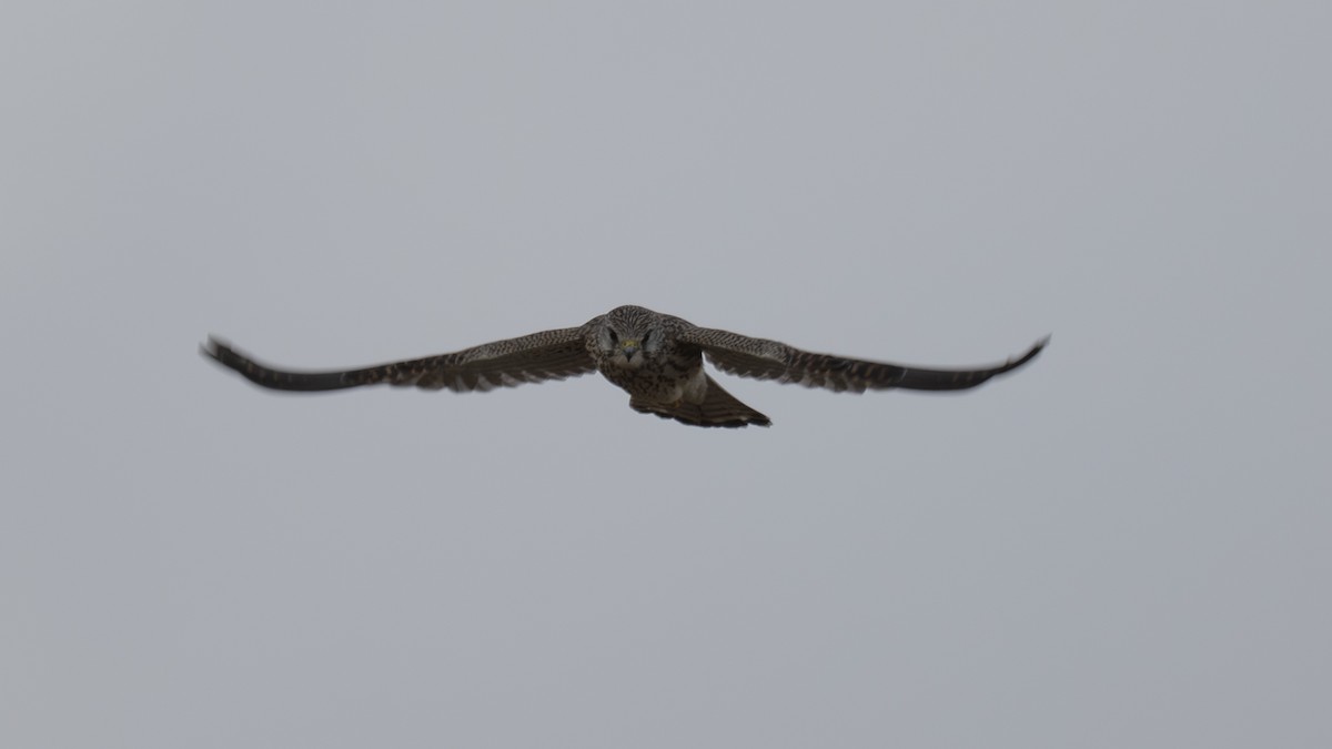 Eurasian Kestrel - ML646119482