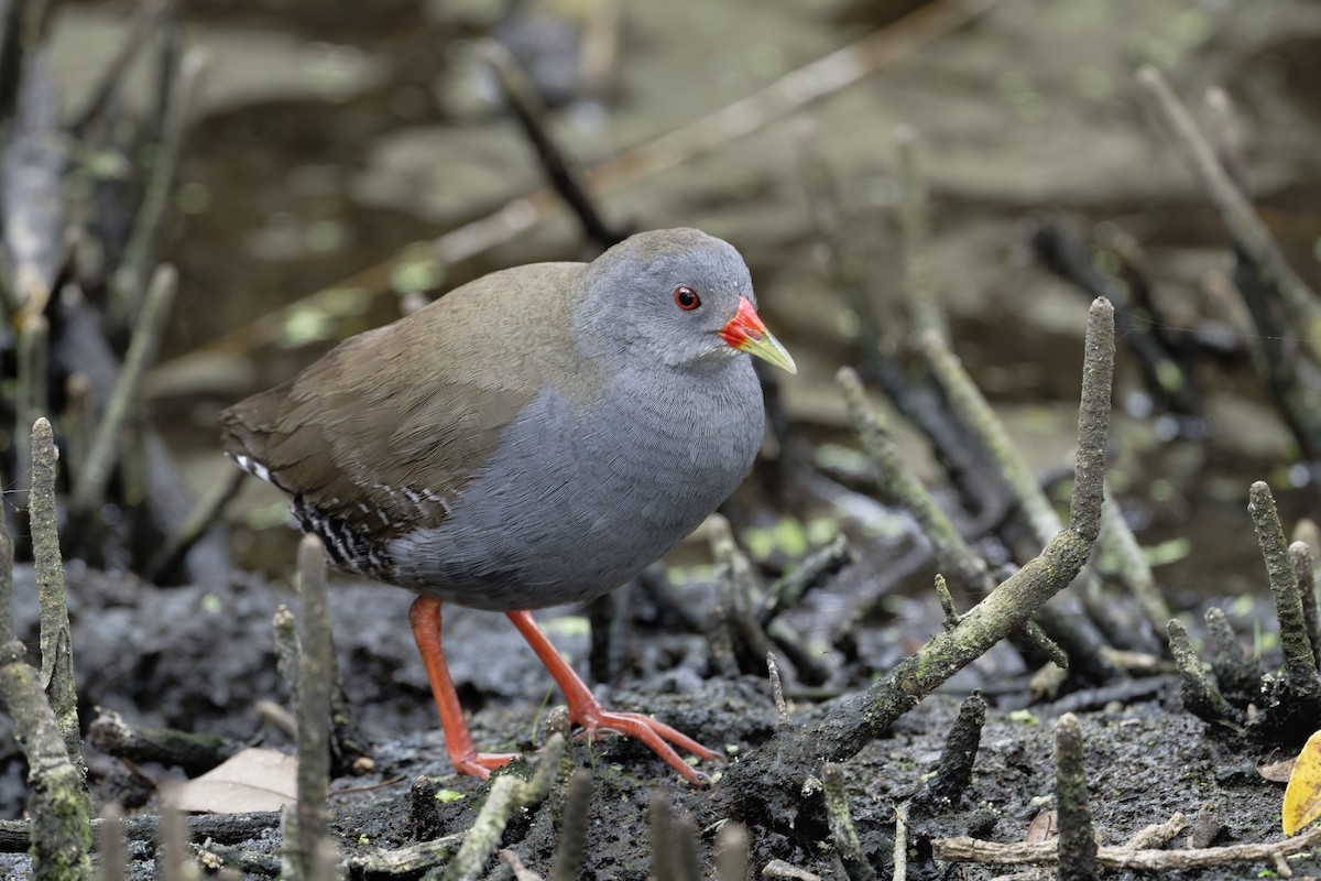 Желтоклювый туру - ML646119487