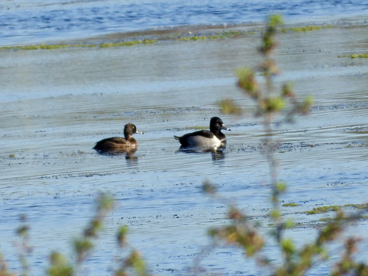 Ring-necked Duck - ML646119489