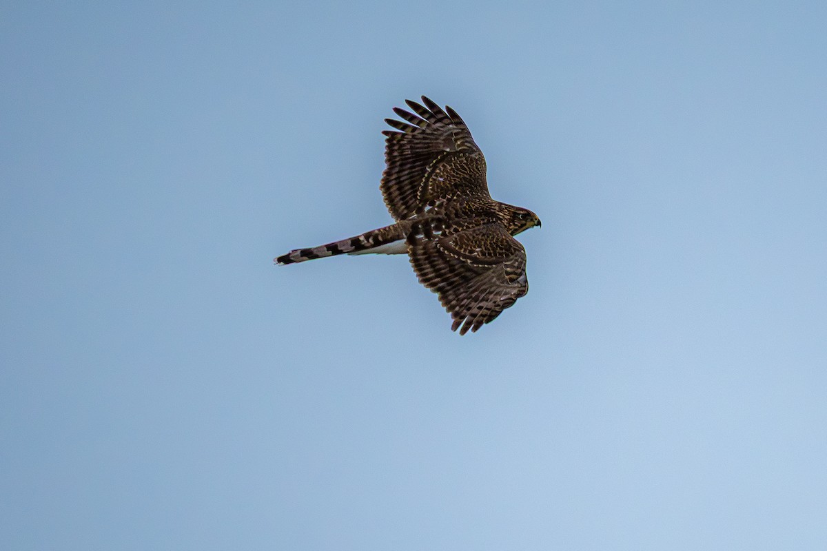 Rundschwanzhabicht - ML646119493