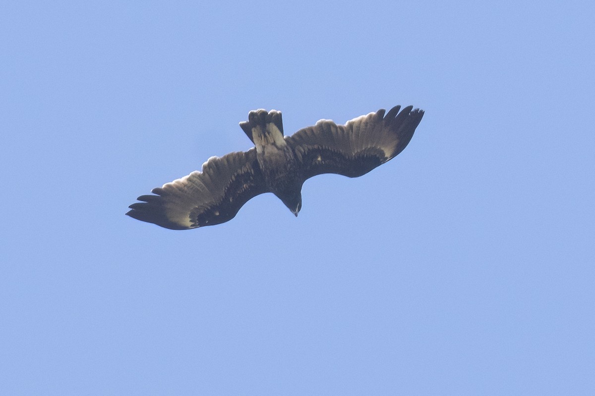 Greater Spotted Eagle - ML646119498