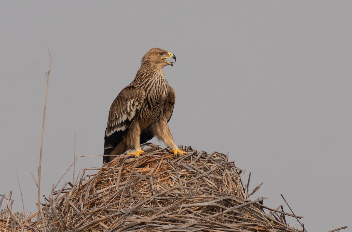 Imperial Eagle - ML646119499