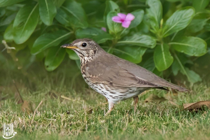 Song Thrush - ML646119500