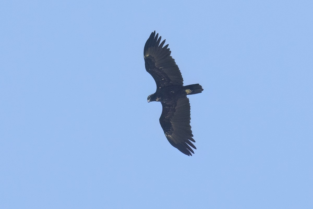 Greater Spotted Eagle - ML646119506