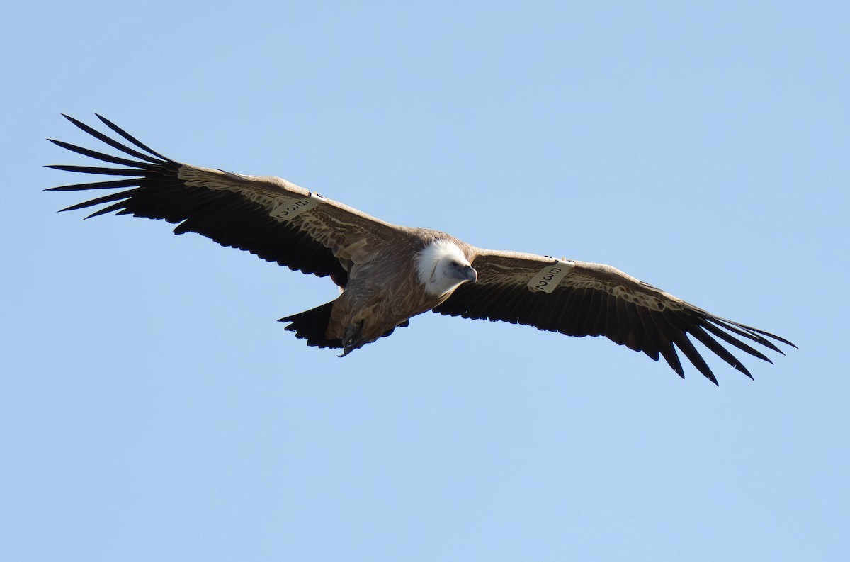 Eurasian Griffon - ML646119508