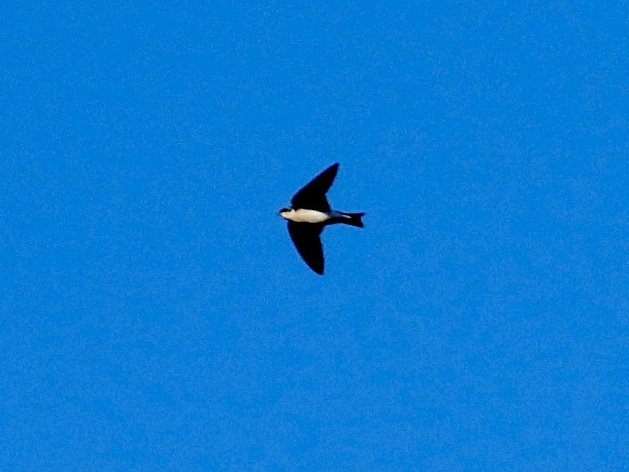 Tree Swallow - ML646119514