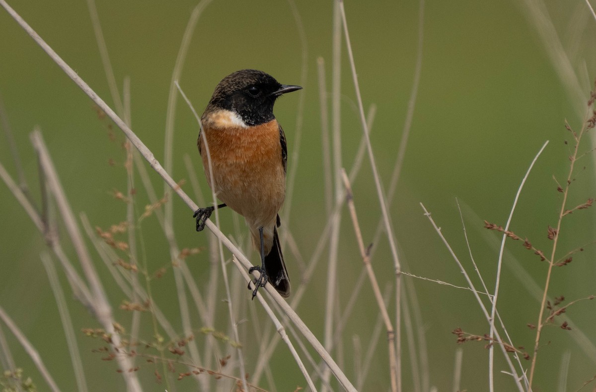 Pallasschwarzkehlchen - ML646119515