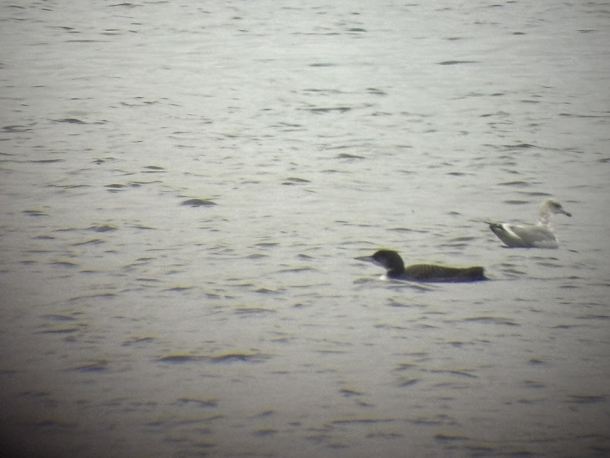 Common Loon - ML646119518